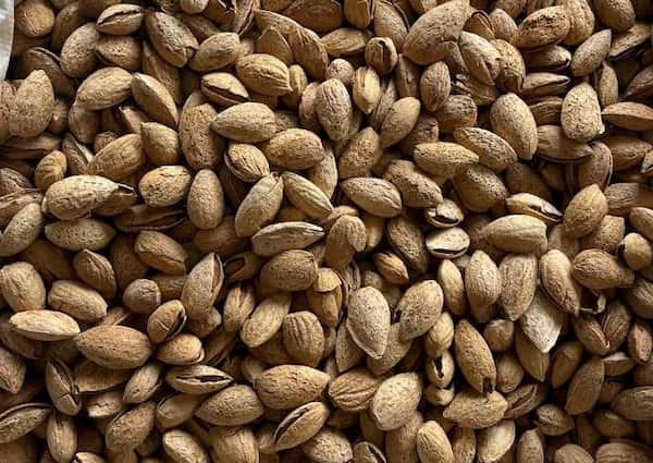 قیمت خرید بادام منقا شور + فروش ویژه